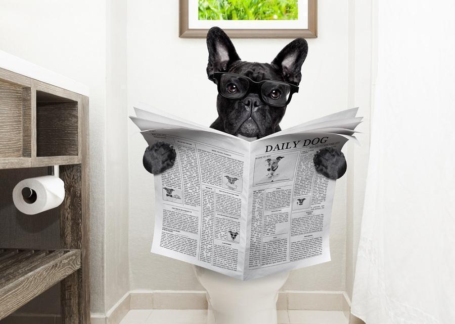 Dog reading a paper